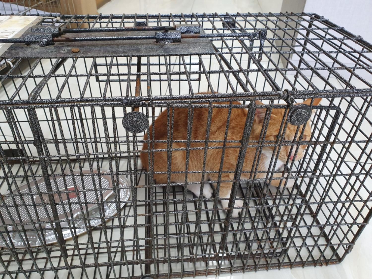 보호중 한국 고양이…